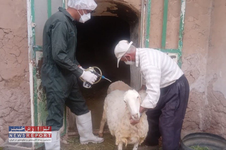 چهارمین اردو جهادی دامپزشکی در شهرستان بافق برگزار شد