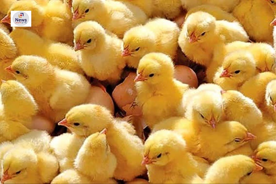 بیضا دومین تامین کننده مرغ استان فارس