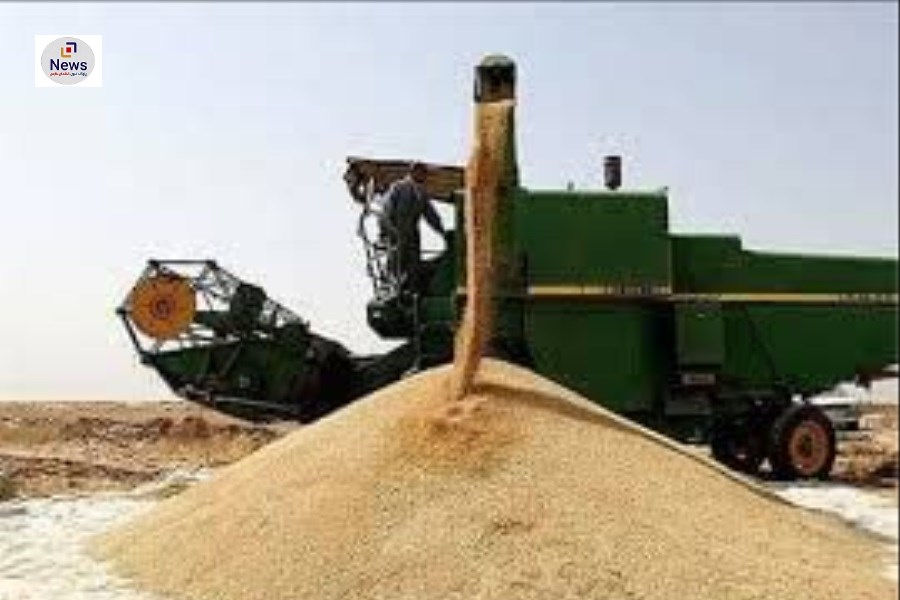 افتخاری دیگر برای شهرستان کوار: تولید ۱۷ هزار تن گندم